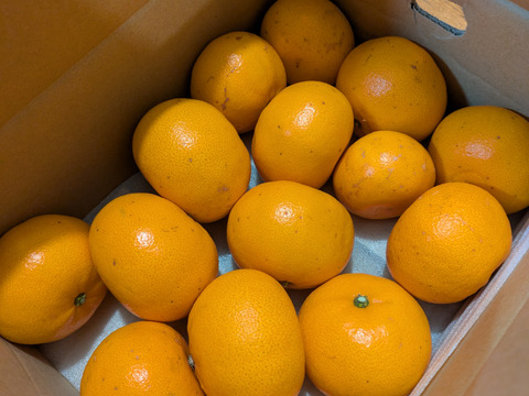 【訳ありだけど美味しさそのまま】せとか 3kg 愛媛県産