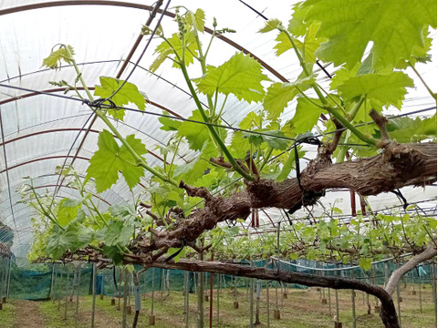 全国 送料無料！種無し皮ごと食べれる糖度16度〜20度以上『シャインマスカット・ニューピオーネ』800g以上2房セット箱入り