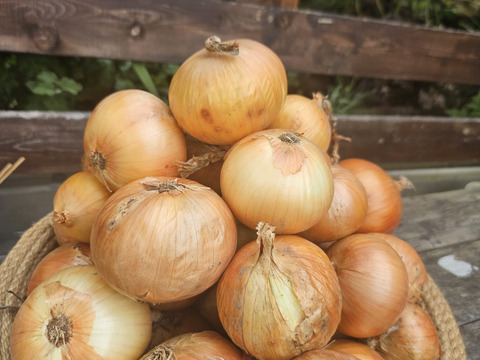常備野菜と言ったら玉ねぎ‼️北はやて　5kg