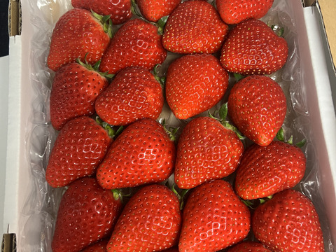 完熟よつぼし☆（ご家庭用・約530g×４箱）