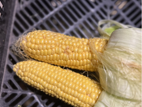 トウモロコシ　群馬県産　訳あり　12本