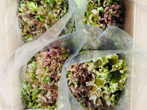 【クール便】新鮮採れたてサニーレタス4株入れてお届け‼️