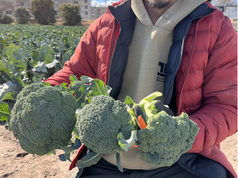 特別栽培ブロッコリー【農薬・化学肥料を抑えて育てました】