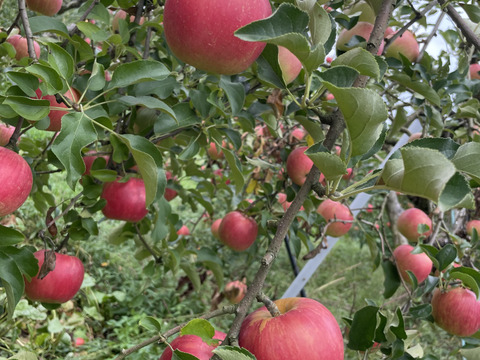 収穫祭 【農薬節減 】りんご  サンつがる　和梨　【あきづき　豊水】約3キロ詰め合わせ