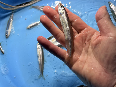 大分県竹田市《芹川ダム》わかさぎ（卵が入ってるよ）
【売り切れました】
人が集まれば賑やかなお食事に

唐揚げや南蛮漬け・天婦羅で！

#カルシウム補給
#ちびっ子から大人まで
#暑い時期は南蛮漬け