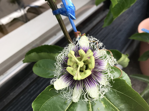 瀬戸内香川のパッションフルーツ　　食べ頃1.5㎏