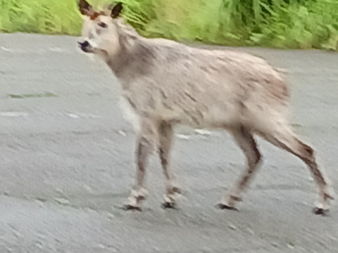 【規格外】冷凍ブルーベリー2.0㎏（1000㌘×2袋）加工用「ジャムやスムージー」にどうぞ😊