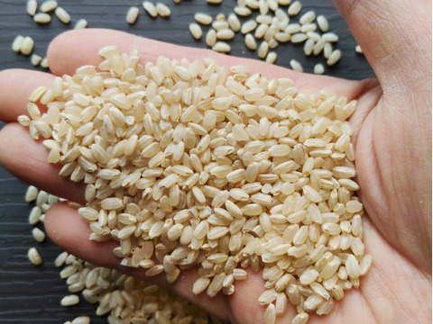 《農薬不使用・肥料除草剤不使用》お日さまたっぷりのお米『日本晴』【玄米】3kg・2025年和歌山県産