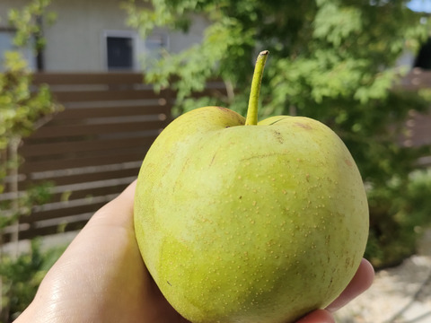 ＜ご家庭用＞『なつしずく』爽やかな香と味　２㎏以上