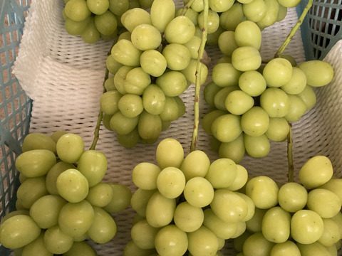 お得！大粒！ジューシー！長野県産シャインマスカット約1kg(2房)