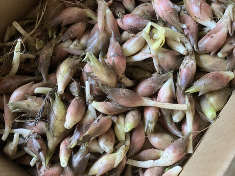 山形の夏の伝統野菜スベリヒユ（ひょう）1kg、自然栽培空心菜500g、天然みょうが500g、自然栽培にんにく塩30g2袋♪