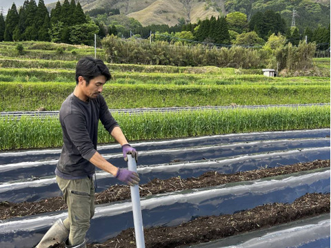【自然栽培】トロじゅわ〜な里芋『だるま』（サイズ混合・箱込み5kg）