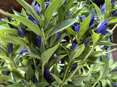 りんどう紫　短い100本　クール便