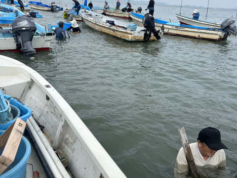 出汁最高！　熊本県産あさり　砂抜き済み　1キロ