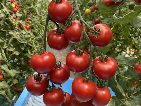 【有機肥料･農薬不使用栽培】トマト缶の代わりに体に嬉しいトマトを♡普段の料理をワンランクUP‼︎‼︎あま〜い華小町の冷凍トマト！2キロ