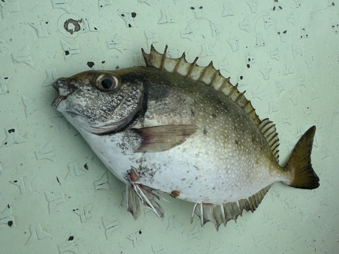 アイゴ　絶品の夏の味