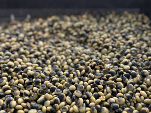 【北海道産】農薬･化学肥料･除草剤不使用‼️鞍掛豆（くらかけ豆）塩茹や豆ご飯で絶品🌟豆嫌いのお子様にもオススメ☺️400g✉メール便