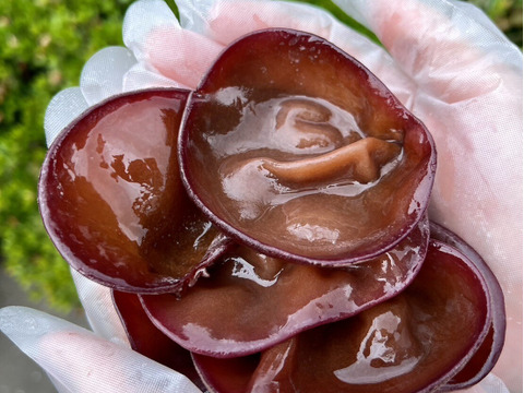 食べきりサイズ！だいちゃんの乾燥きくらげ(10ｇ×3箱)