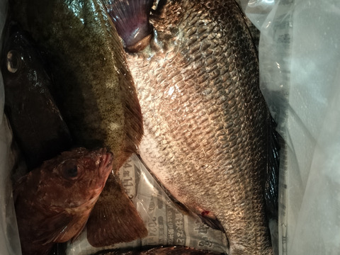 小豆島の海の恵み。旬のお魚お任せ鮮魚ハーフセット（５～７匹）