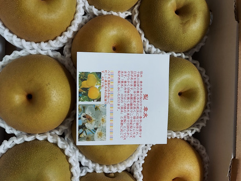 幸せな味わい「幸水梨のご予約　ご好評販売中　長野県産　訳あり　家庭用3キロコース