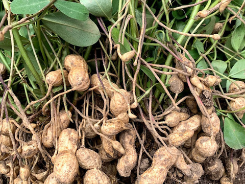 今が旬秋の味覚！生落花生R5年産【栽培期間中農薬・化学肥料不使用】「おおまさり」　レシピ付き　500g