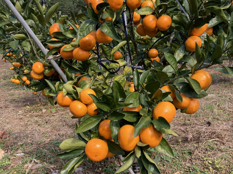 【絶品　濃厚　糖度16度以上】　プレミアム田口みかん　5kg