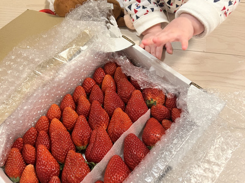春SALE!!トクトク🍓いちごの宝石箱
朝摘み完熟酵素栽培のこだわりいちご
【いちご食べ比べ】３種食べ比べ！
