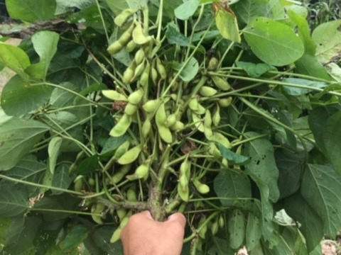 丹波産の丹波黒枝豆！【莢とり 1.5kg(300g×5袋)】農薬/化学肥料/除草剤不使用、真心こめて育てました！今だけの特別な味をぜひ『10月20日頃より発送』