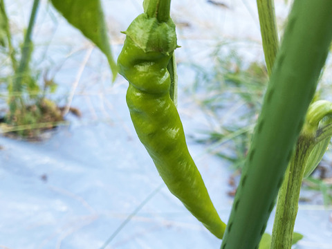 初心者お勧めの辛さ！魔女の杖（約400g）農薬・化学肥料不使用