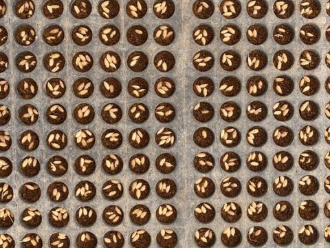 【自然栽培コシヒカリ】白米5kg 令和5年度兵庫県産 農薬肥料不使用の自然栽培米