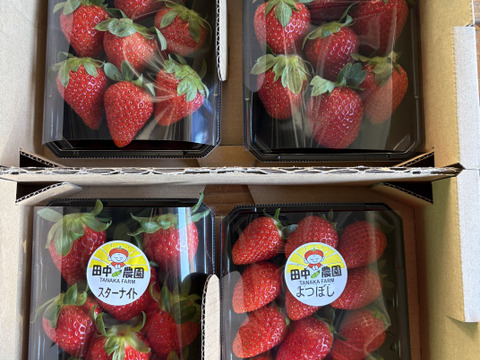 【品種おまかせ】船橋産完熟いちご230g×4P