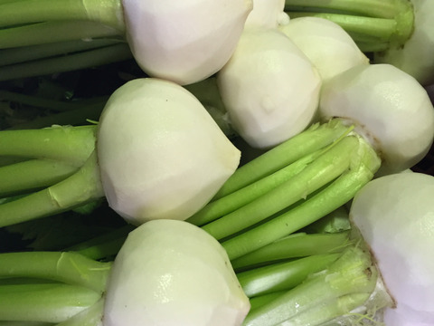 カブラの塩漬け　1kg