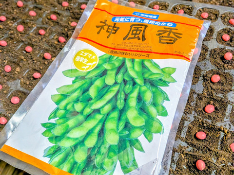 【予約増量(^^♪  】枝つき枝豆　“神風香”『アンチ　ステルス値下げ！』 (3200g→3300g) from 名水の里　神奈川県秦野市