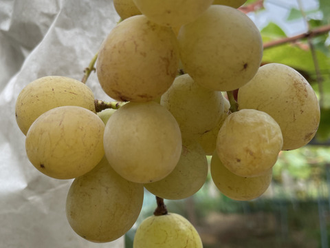 1キロ　農薬不使用・無施肥シャインマスカット(タネなし肥大処理なし)