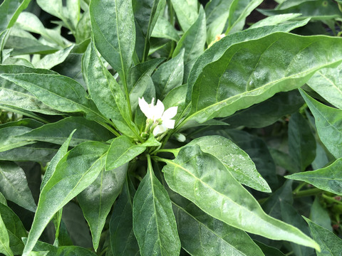 農家自慢の葉唐辛子　お得な大容量１キロ！&サービス夏野菜と共にお届け致します。