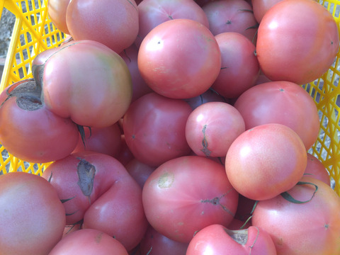 【訳アリ特価！】ふぞろいのトマトたち【お試し1kg】