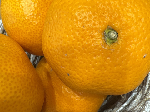 【アワード受賞】2/28より順次発送 高糖度系の本格貯蔵みかん『寿太郎』 サイズ混合 3kg 西浦ブランドみかん 仲屋 海瀬農園