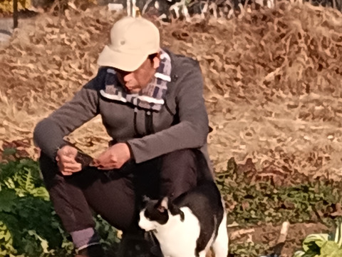 😻ネコ店長おすすめ😽農薬と化学肥料を使わないで育てた野菜セット🐱🐾【数量限定❗❗】（５品目～７品目）😋🍚ばぁばのモノスゴイ野菜🍅🍆🌽✨✨✨