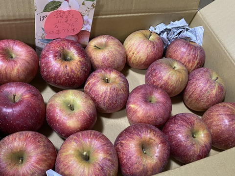 ふぞろいの林檎たち　サンふじ　家庭用　5kg
