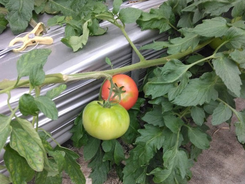 完熟美味っっ!!ブランドトマト【寺泉トマト】(2kg)