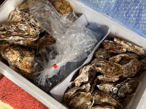 【セット品で5kg】 剥き身500g+殻付き牡蠣普通サイズ 2.5kg（目安23個）+小さめ殻付き牡蠣SSサイズ2kg（目安40個）松島牡蠣屋 生牡蠣 生食
