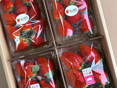 【おまかせ食べ比べ】いちご たっぷり2kg！やよいひめ•よつぼし•おいCベリーから、採れたての新鮮ないちごを2、3品種、サイズおまかせでお届け！甘さ、味の違いを楽しんで！