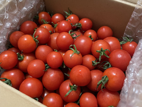 【朝どれ】本当に甘い！美健トマト®︎（1.0キロ）　※特別価格で販売中