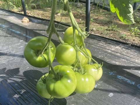 酸味と糖度のバランスが良い旨味のある大玉トマト（4kg）