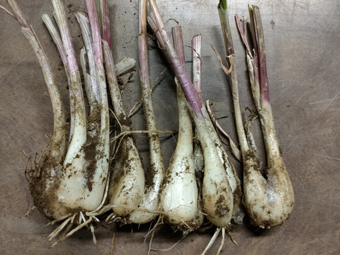 噛んだ瞬間違いがわかる！らっきょうお徳用！