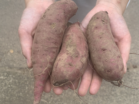 『訳ありお買い得品』田んぼで作るミニさつまいも (10kg) (土付き)(紅はるか) (茨城県産)
