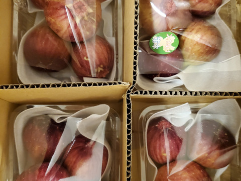 (1.6kg)【秀品厳選・贈答用にも】糖度15度超も！ベテラン農家のふんわりいちじく