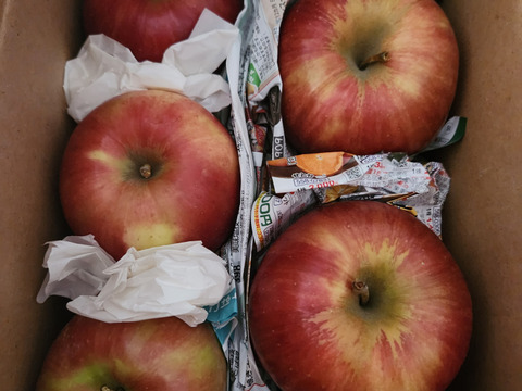 【収穫即日発送】サンつがる　家庭用　約1.5キロ【葉とらず】JA基準より60％減の低農薬栽培