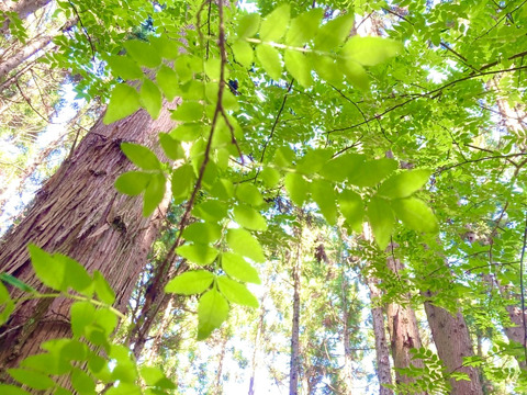 【採れたて】天然実山椒(山椒の実)　100g