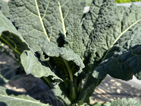 カーボロネロ(黒キャベツ)